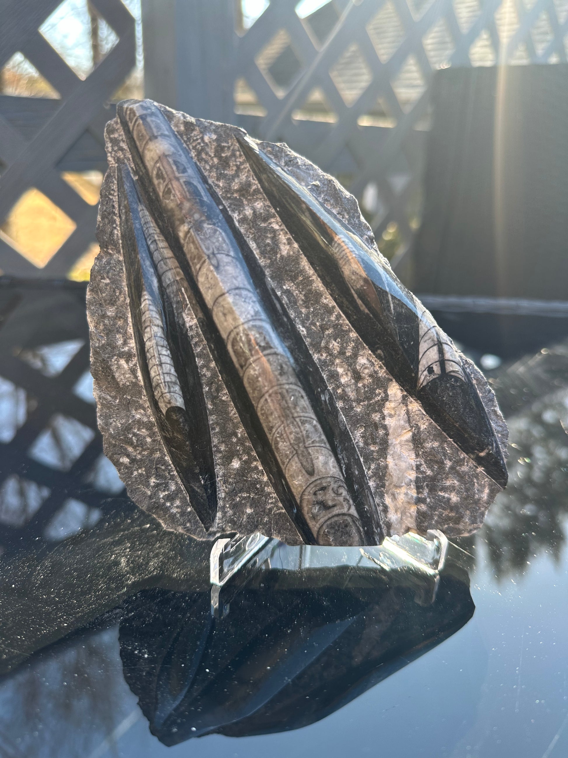 orthoceras display with stand