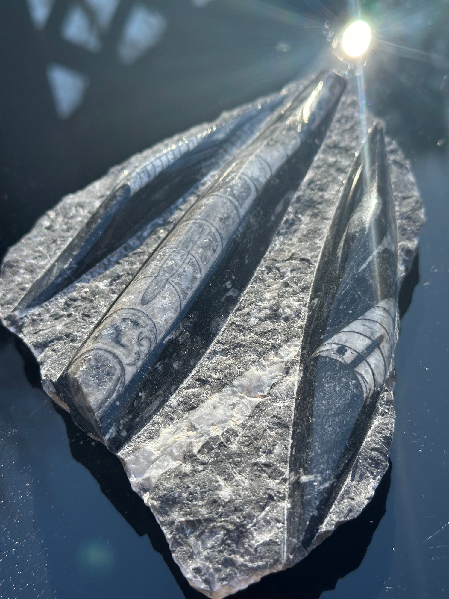 Fossils