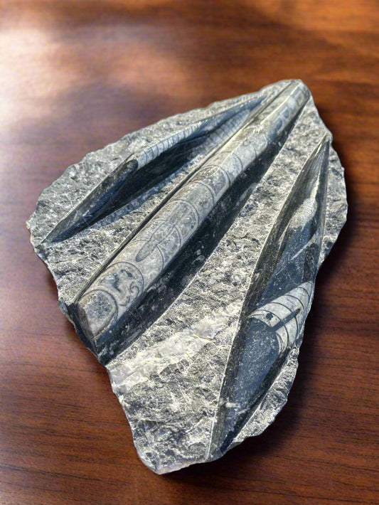 orthoceras fossil