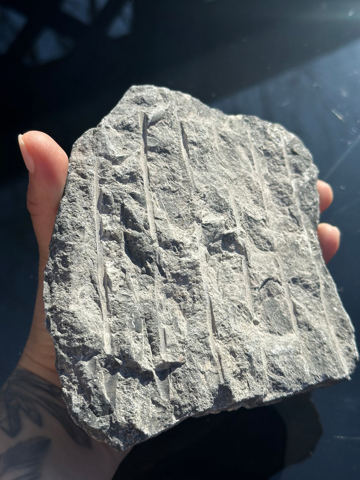 Orthoceras Fossil Display